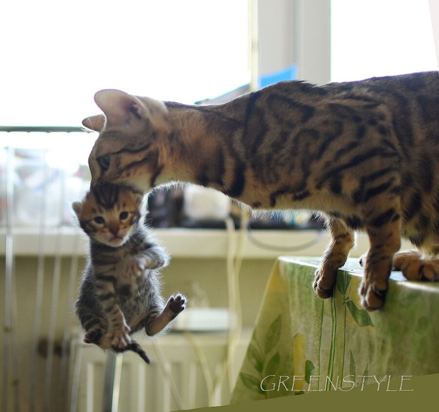 greenstyle_cats
