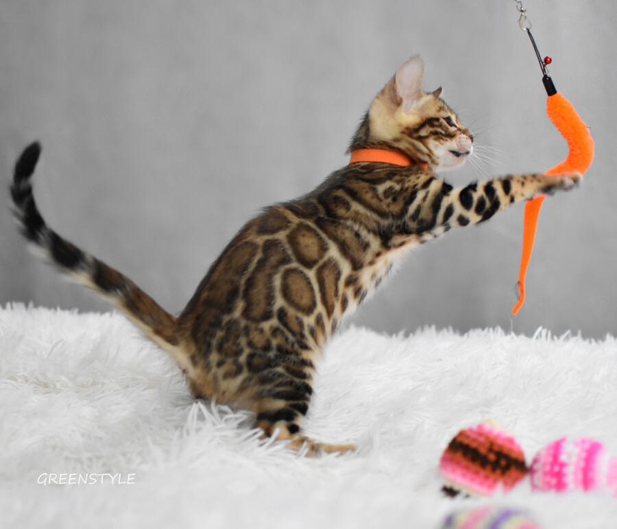 Бенгальский котенок Greenstyle Afina фото 11