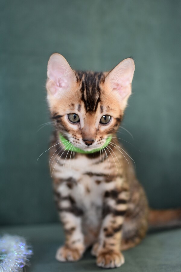 Бенгальский котенок Greenstyle Bonza