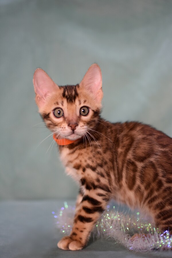 Бенгальский котенок Greenstyle Brjus