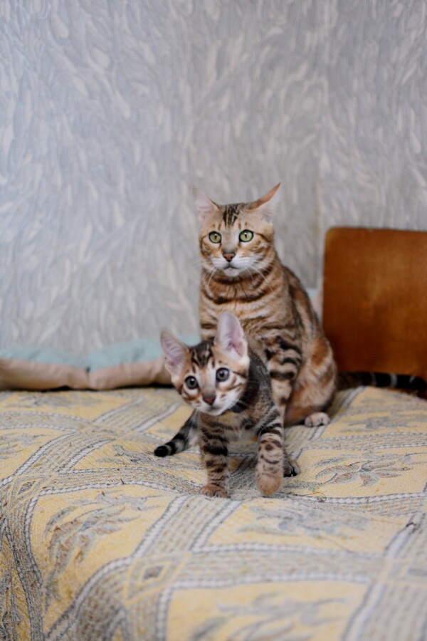 Бенгальский котенок GREENSTYLE CONAN