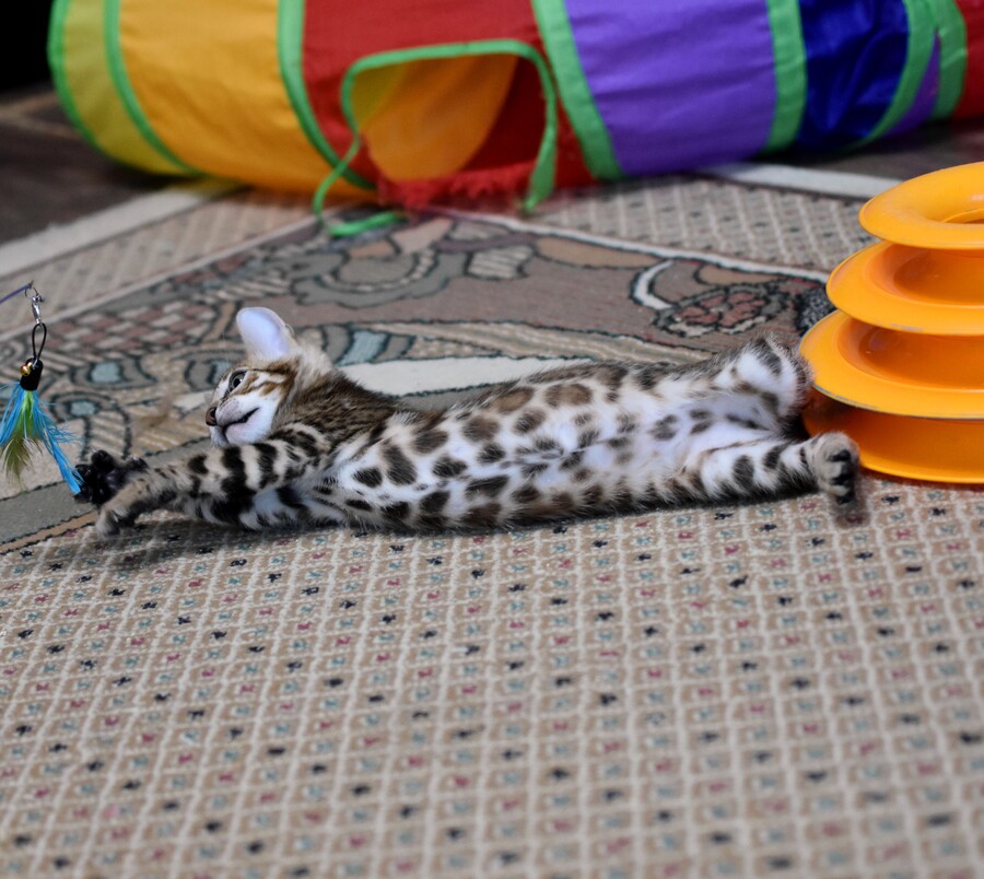 Бенгальский котенок Greenstyle Conan фото 10