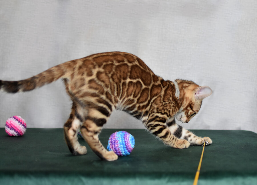 Бенгальский котенок Greenstyle Conan фото 11