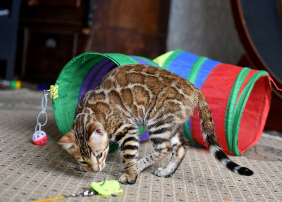 Бенгальский котенок Greenstyle Conan фото 12