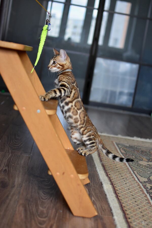 Бенгальский котенок Greenstyle Conan фото 13