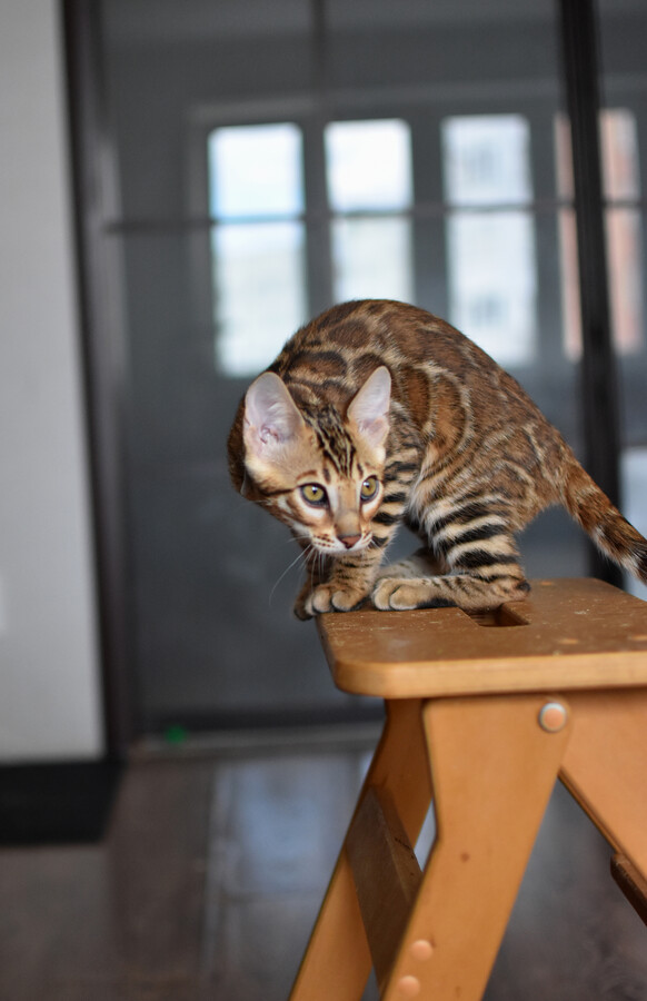 Бенгальский котенок Greenstyle Conan фото 14