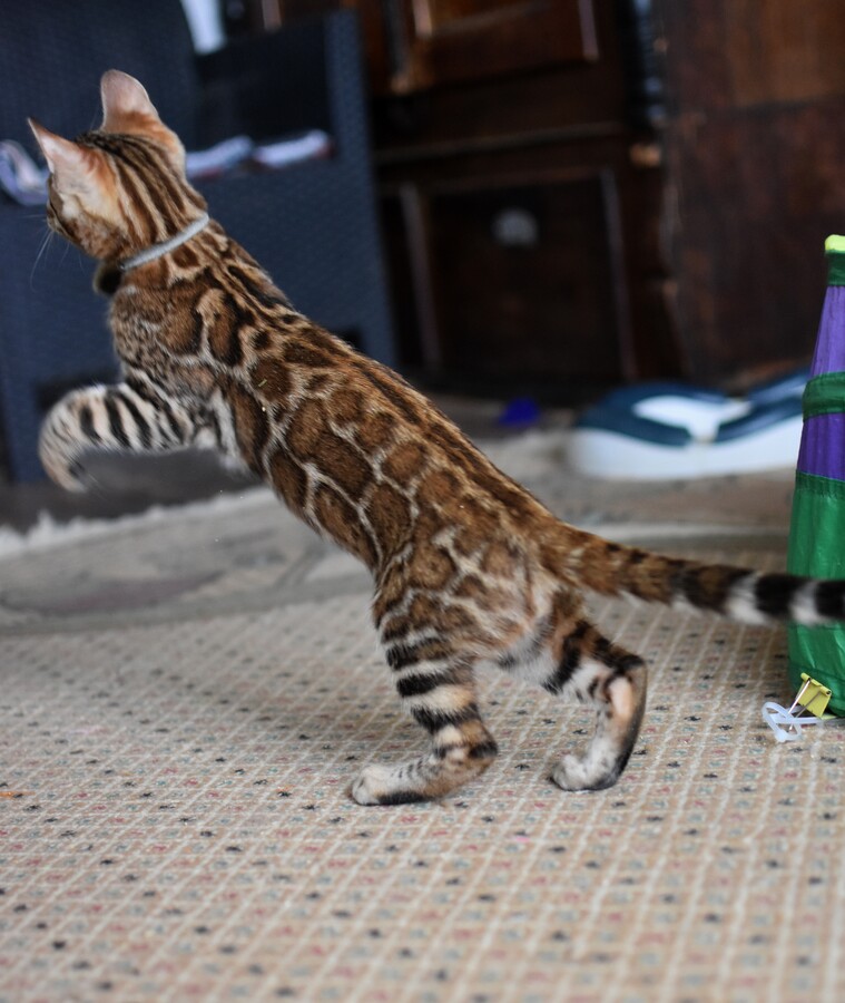 Бенгальский котенок Greenstyle Conan фото 15