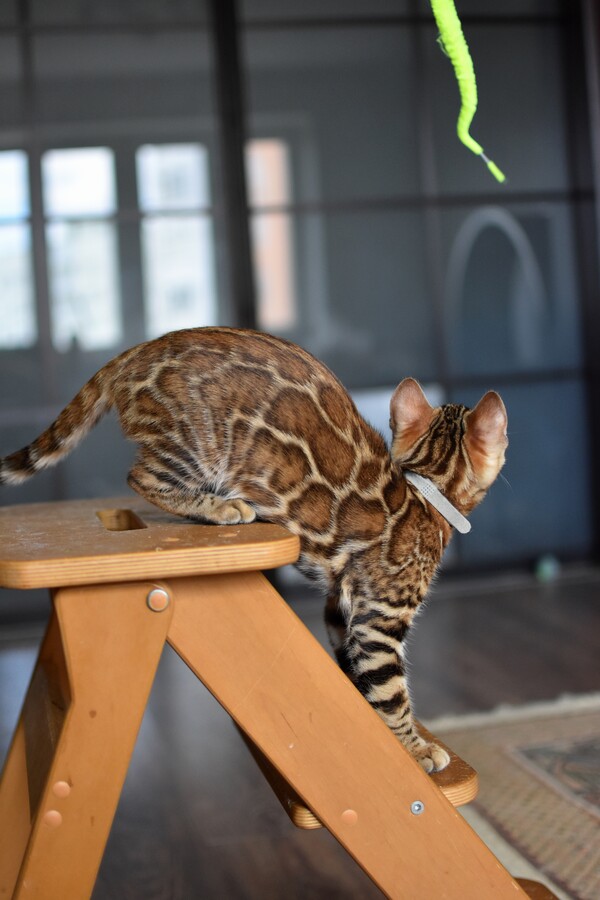 Бенгальский котенок Greenstyle Conan фото 16