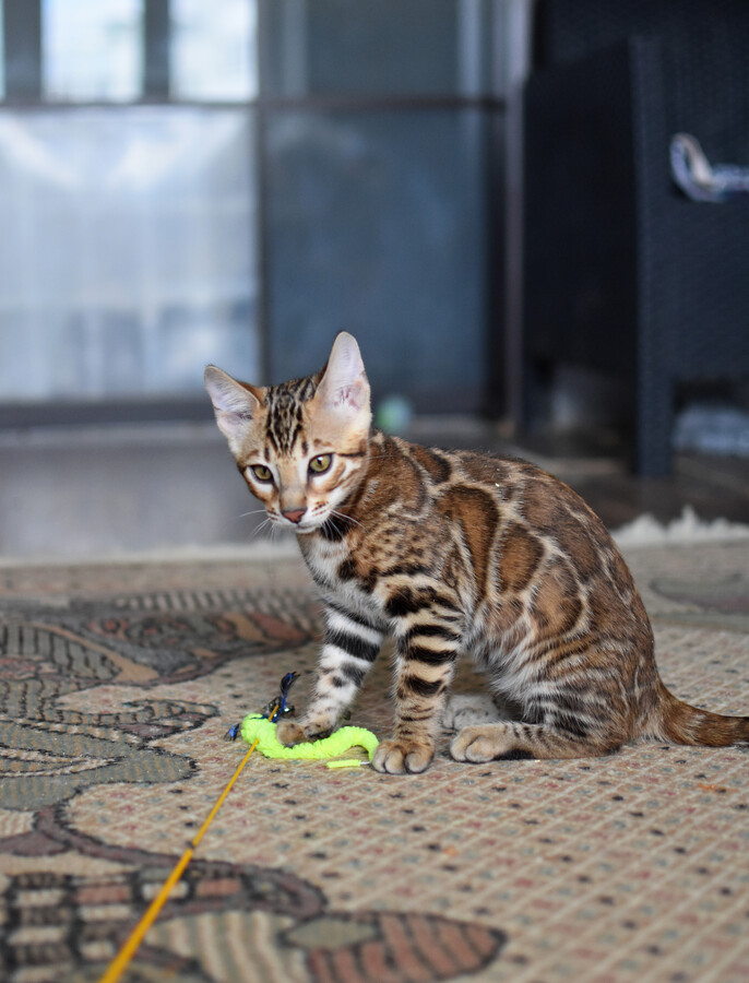 Бенгальский котенок Greenstyle Conan фото 17
