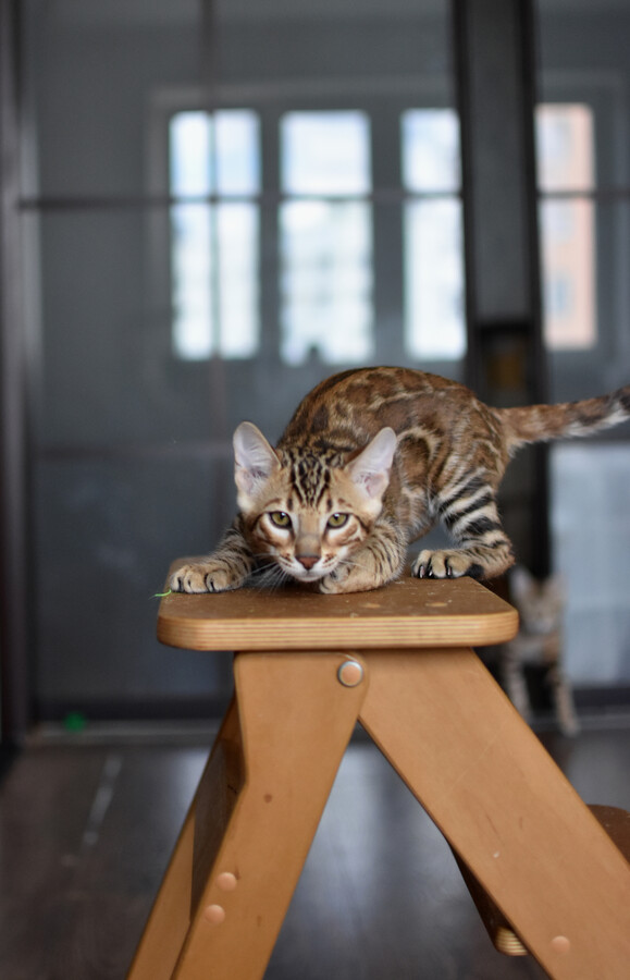 Бенгальский котенок Greenstyle Conan фото 18