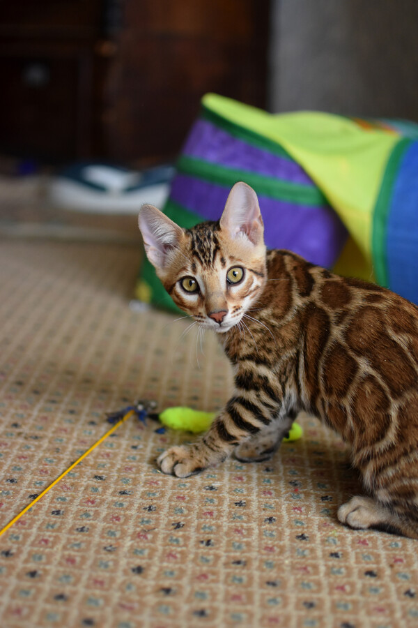 Бенгальский котенок Greenstyle Conan фото 19