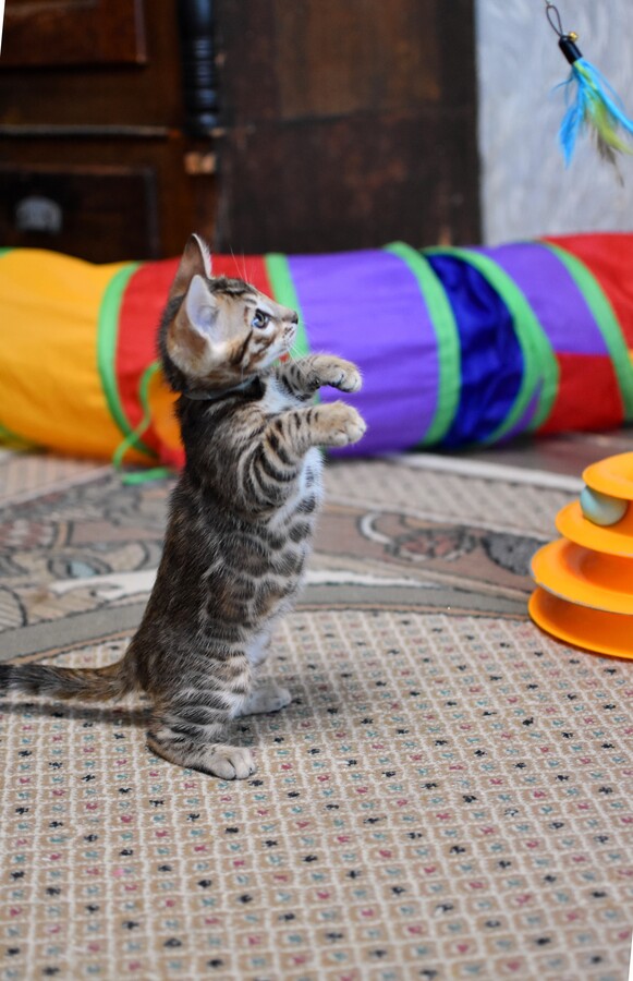 Бенгальский котенок Greenstyle Conan фото 2