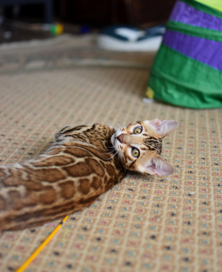 Бенгальский котенок Greenstyle Conan фото 20