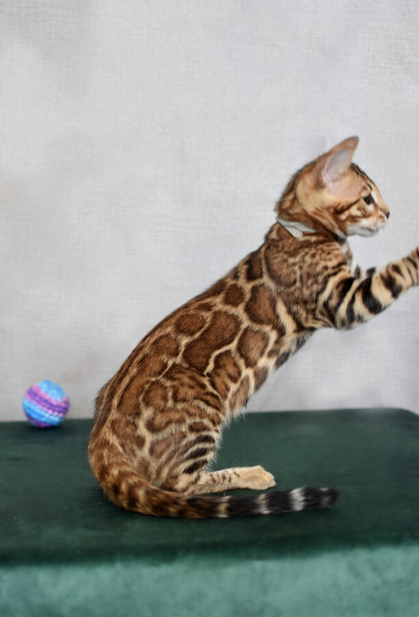 Бенгальский котенок Greenstyle Conan фото 21