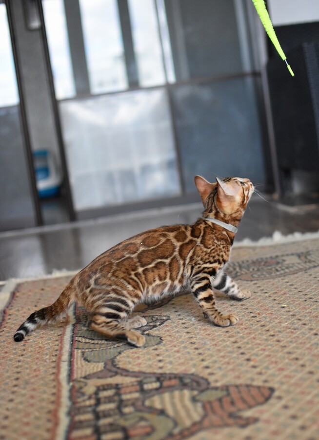 Бенгальский котенок Greenstyle Conan фото 23