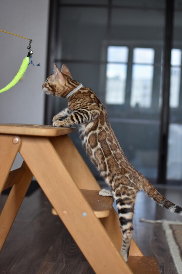 Бенгальский котенок Greenstyle Conan фото 24