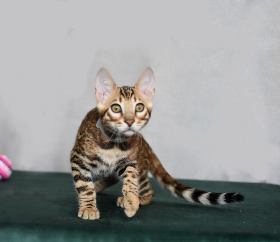 Бенгальский котенок Greenstyle Conan фото 25