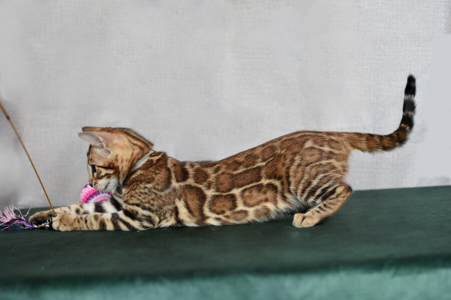 Бенгальский котенок Greenstyle Conan фото 26