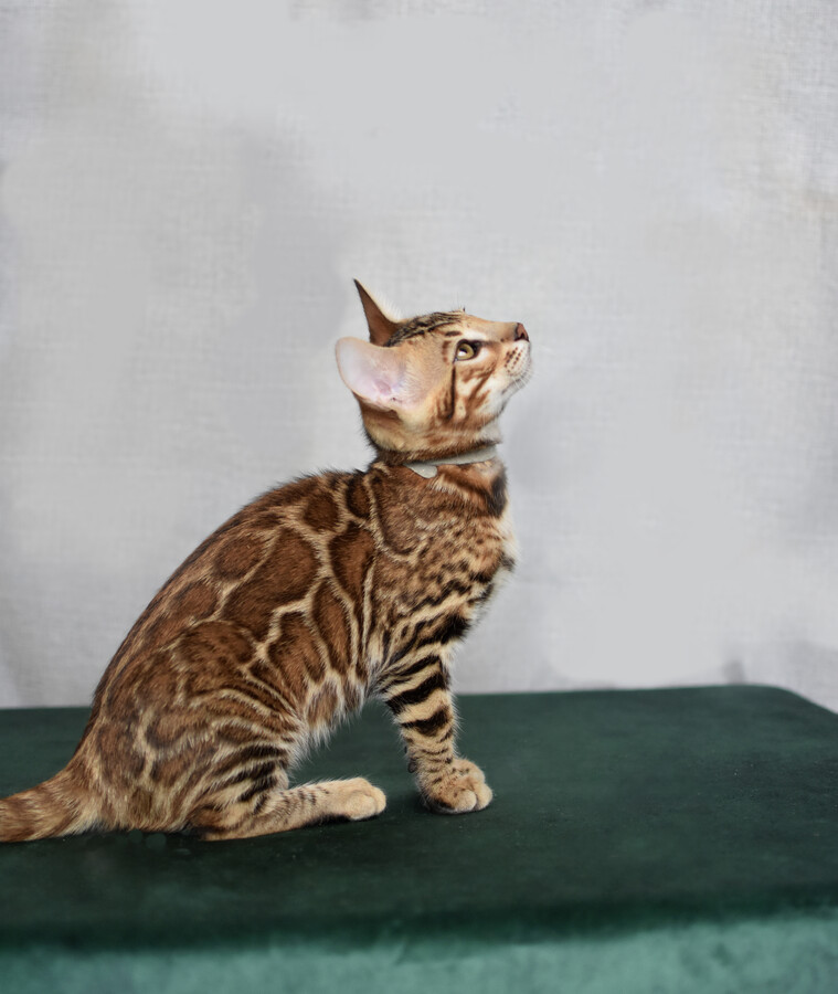 Бенгальский котенок Greenstyle Conan фото 27