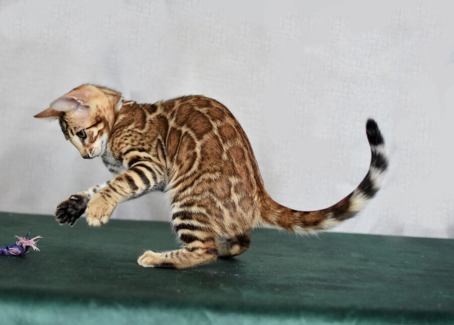 Бенгальский котенок Greenstyle Conan фото 28