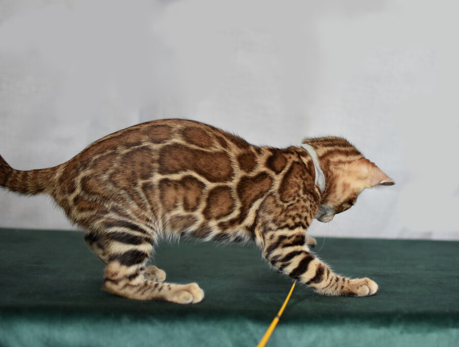 Бенгальский котенок Greenstyle Conan фото 29