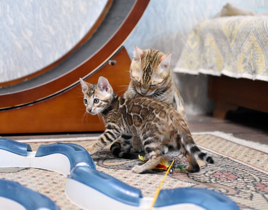 Бенгальский котенок Greenstyle Conan фото 3