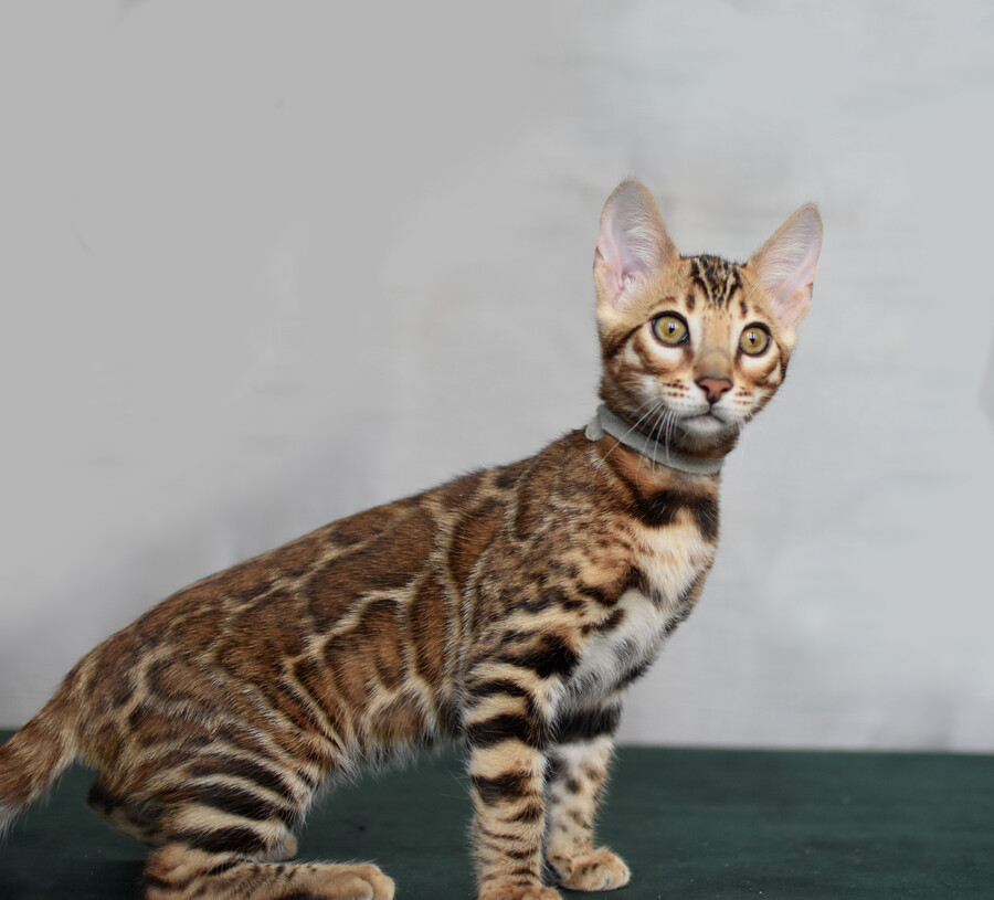 Бенгальский котенок Greenstyle Conan фото 30