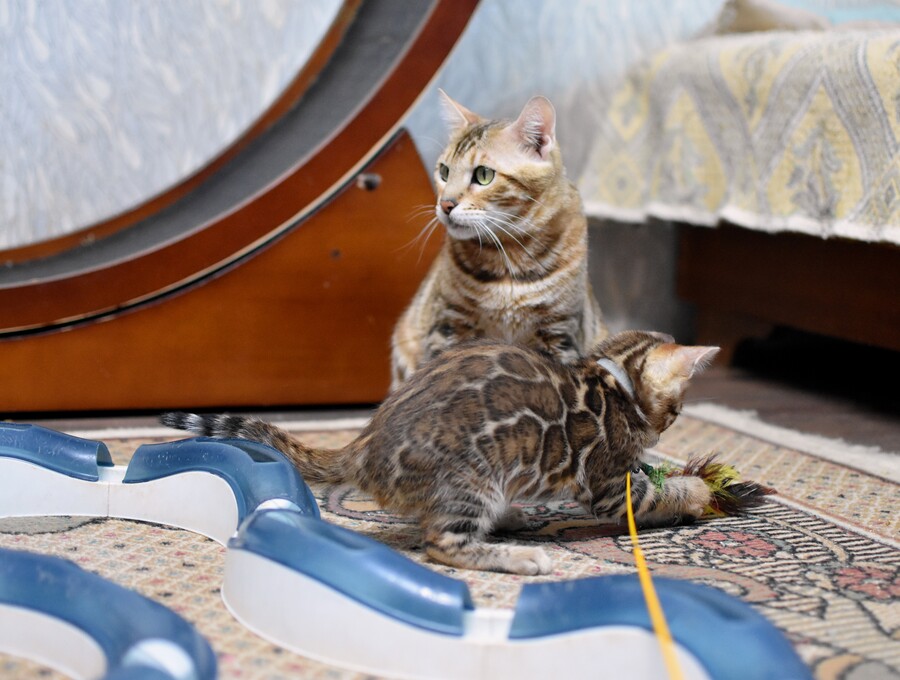 Бенгальский котенок Greenstyle Conan фото 4