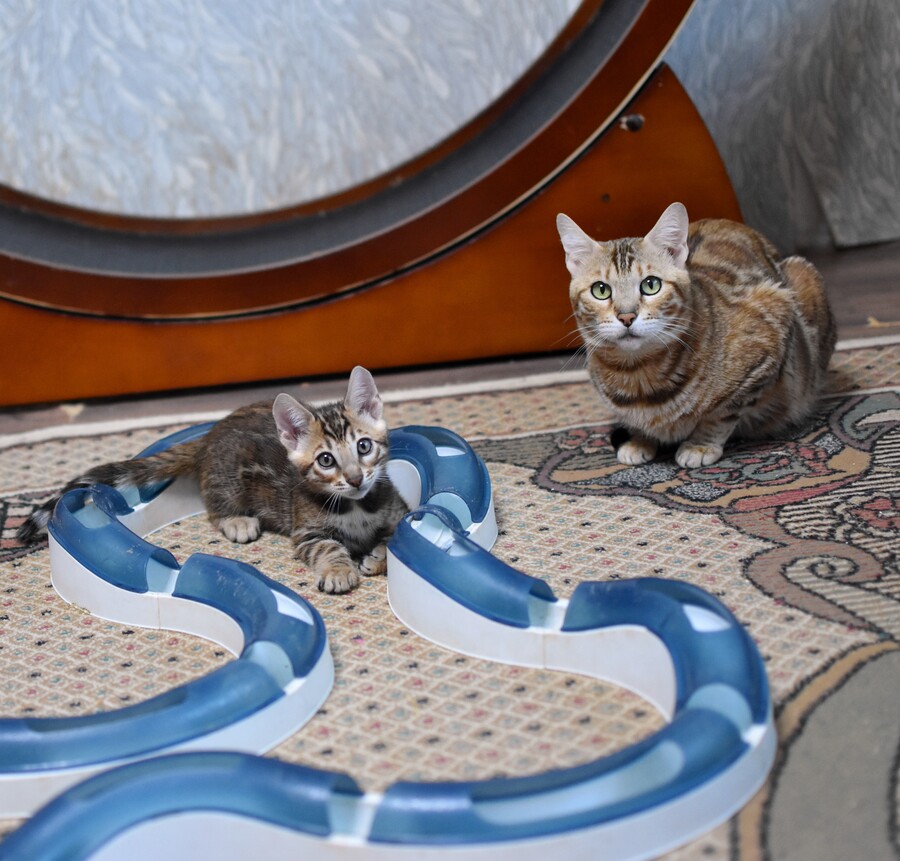 Бенгальский котенок Greenstyle Conan фото 5