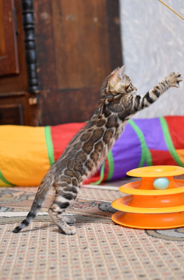 Бенгальский котенок Greenstyle Conan фото 6