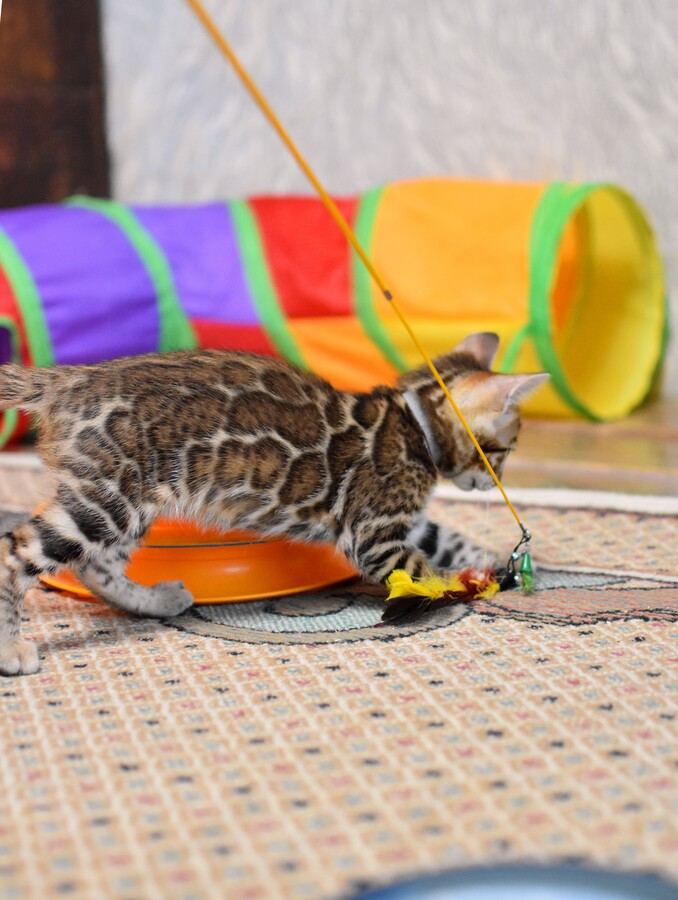 Бенгальский котенок Greenstyle Conan фото 7