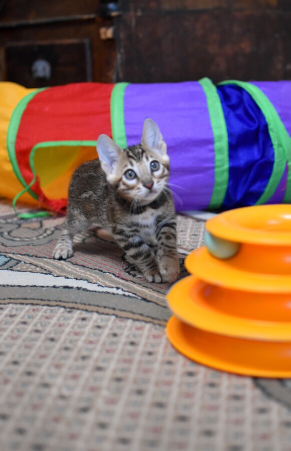 Бенгальский котенок Greenstyle Conan фото 8