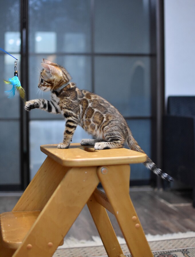 Бенгальский котенок Greenstyle Conan фото 9