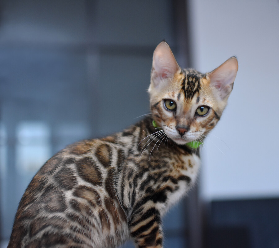 Бенгальский котенок GREENSTYLE CYROS