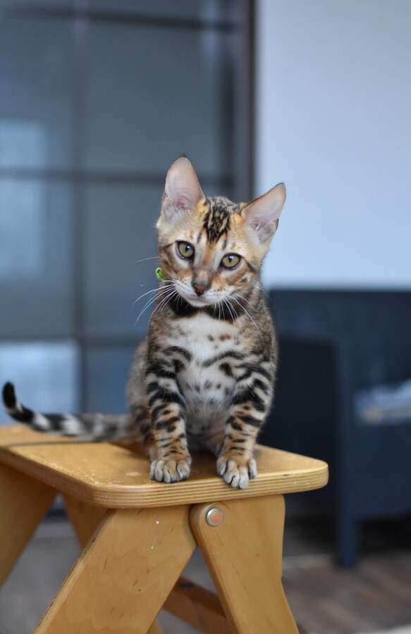 Бенгальский котенок Greenstyle Cyros фото 10