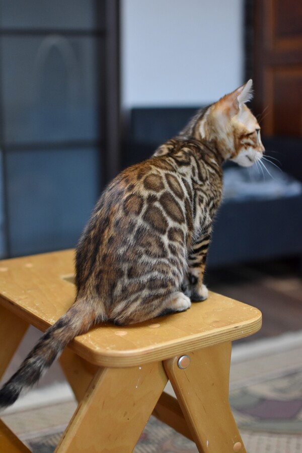 Бенгальский котенок Greenstyle Cyros фото 2