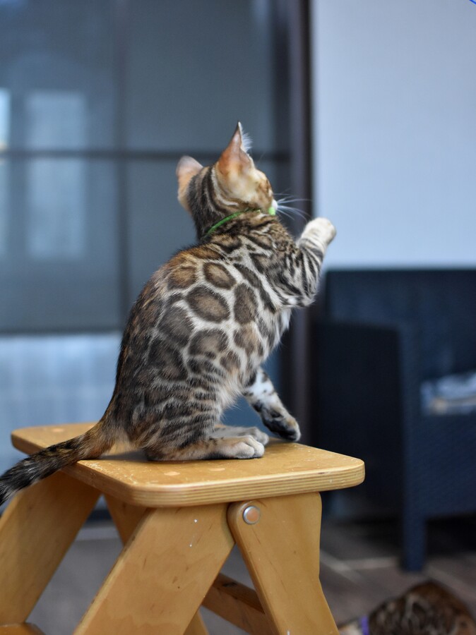 Бенгальский котенок Greenstyle Cyros фото 3