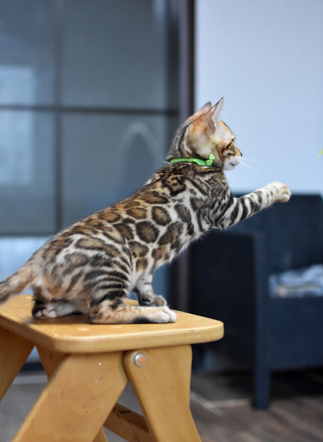 Бенгальский котенок Greenstyle Cyros фото 4