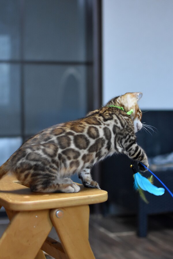 Бенгальский котенок Greenstyle Cyros фото 5