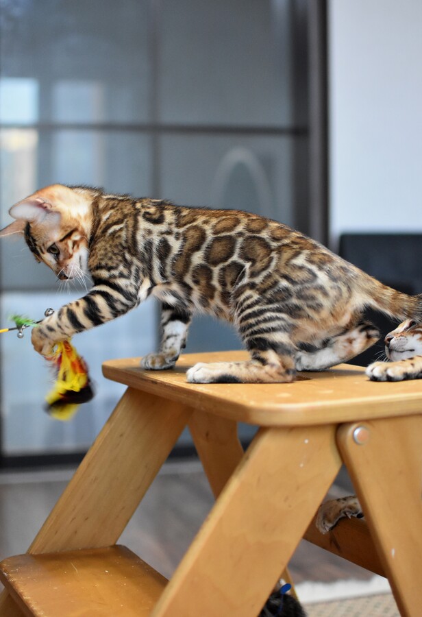 Бенгальский котенок Greenstyle Cyros фото 6