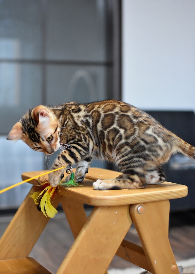 Бенгальский котенок Greenstyle Cyros фото 7