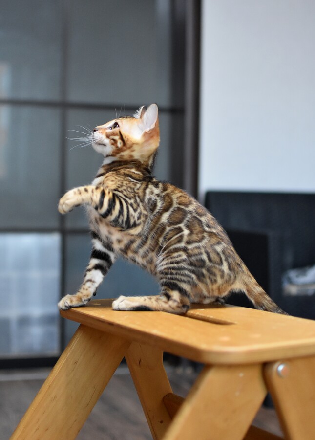 Бенгальский котенок Greenstyle Cyros фото 8
