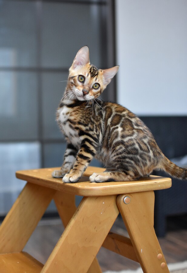 Бенгальский котенок Greenstyle Cyros фото 9