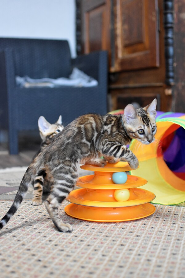 Бенгальский котенок Greenstyle Frodo фото 10