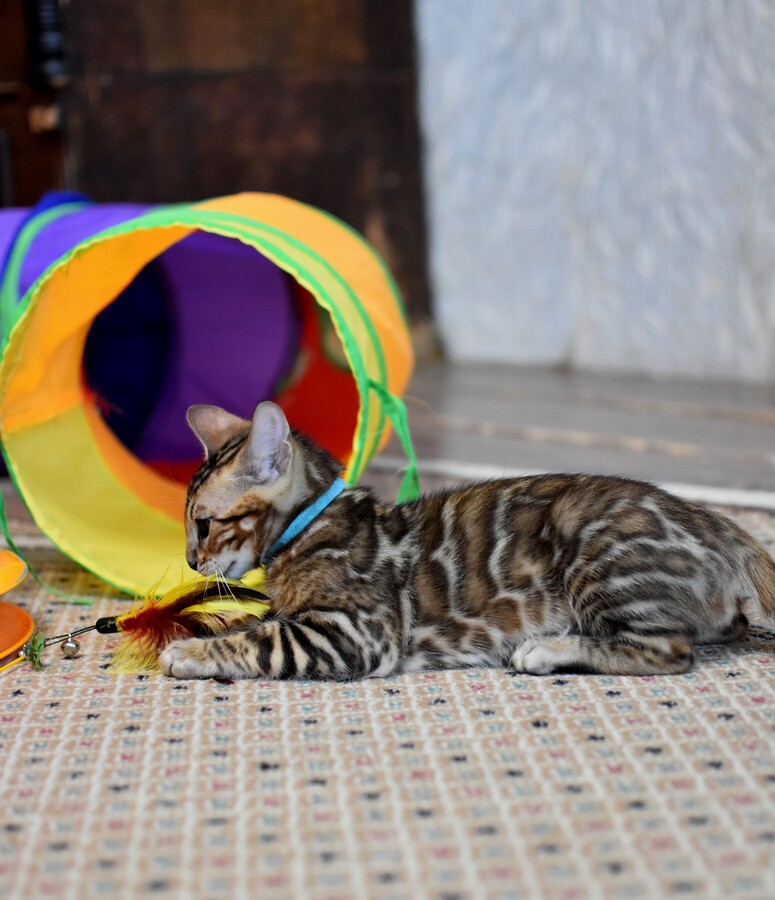 Бенгальский котенок Greenstyle Frodo фото 2