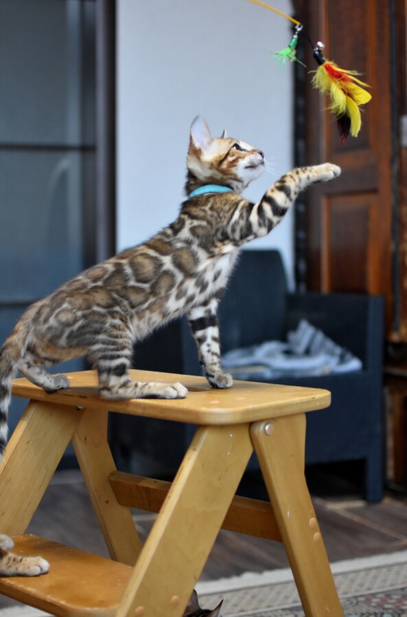 Бенгальский котенок Greenstyle Frodo фото 3