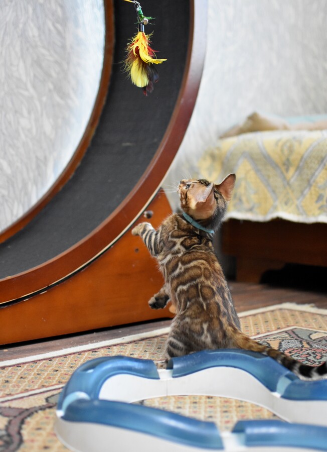 Бенгальский котенок Greenstyle Frodo фото 4