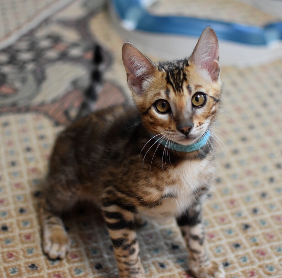 Бенгальский котенок Greenstyle Frodo фото 5