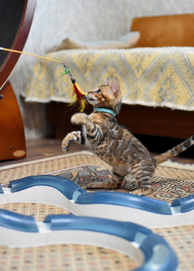 Бенгальский котенок Greenstyle Frodo фото 6