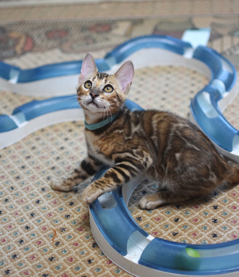 Бенгальский котенок Greenstyle Frodo фото 7